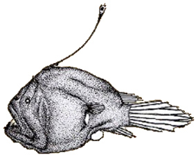 Bufoceratias wedli_claves.jpg